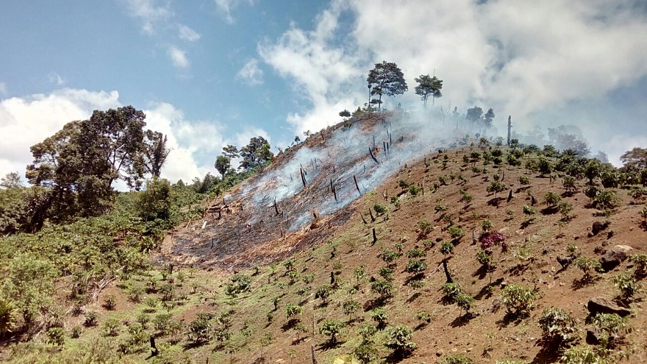 Kawasan hutan di Seluma