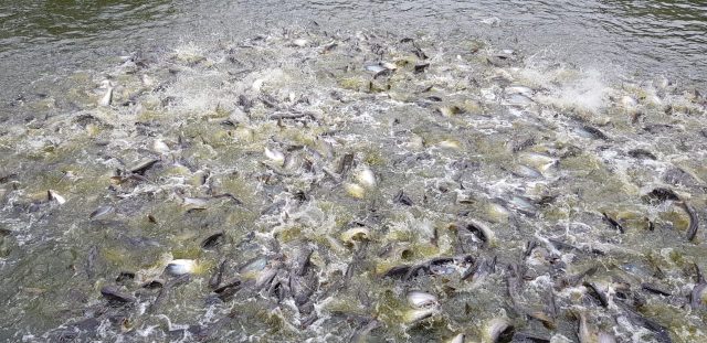 Ikan Patin