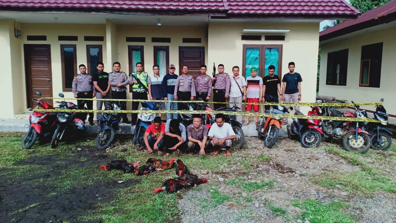 Pelaku Sabung Ayam