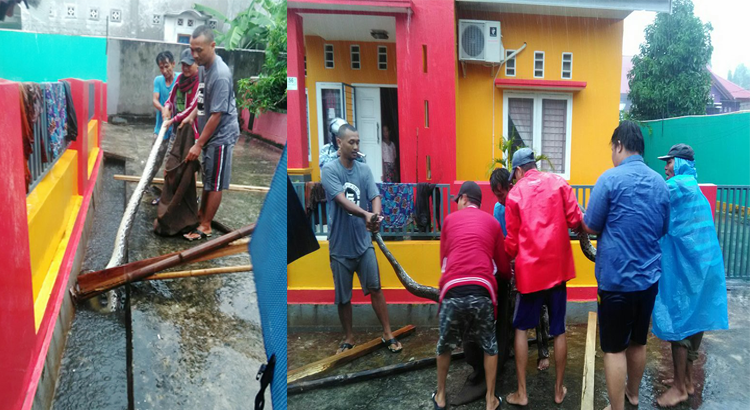 Puluhan warga pun beramai-ramai menangkap ular phyton sepanjang 4 meter di pemukiman warga