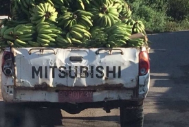 Mobil dinas yang digunakan untuk mengangkut tandan buah pisang