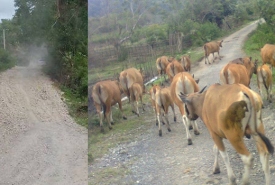 Jalan Buruk dan Berdebu Di Padang Guci Hilir, Kaur