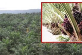 Kebun Kelapa Sawit