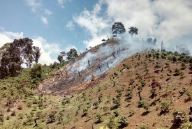 Kawasan hutan di Seluma