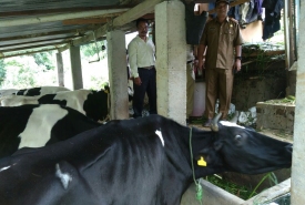 Upaya Khusus (Upsus) Sapi dan Kerbau Wajib Bunting (SIWAB) di Kepahiang