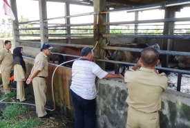 Kepala Seksi (Kasi) Bahan Pokok dan Dagang Kecil Menengah, Dinas Perindustrian Perdagangan Koperasi (Disprindagkop) dan UKM Kota Bengkulu, Rohania, saat turun ke lapangan bersama anggotanya untuk memantau langsung ketersediaan daging hewan