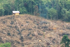 Perambahan TWA Bukit Kaba