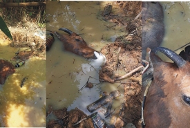 Sapi korban ditemukan mati di rawa